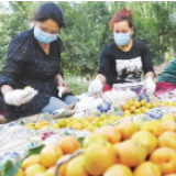 新疆南疆深耕特色林果产业 林果业“接二连三”释放叠加效益