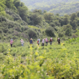 甘肃灵台：金银花里寻“金银” 荒山开出“致富花”