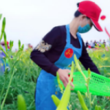 一株忘忧草 万户脱贫计