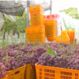 【走向我们的小康生活】四川眉山果园村的“幸福密码”