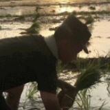 抗洪之后又下田 武警官兵帮受灾农户抢插晚稻