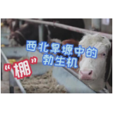 第一书记VLOG丨“棚”勃生机