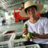走向我们的小康生活丨重庆乌牛村：仙桃李挂满幸福枝