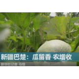 新疆巴楚“留香瓜”助农增收