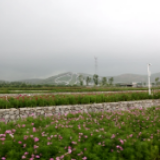 石头上种花 废弃采石场成景区