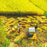 连年丰收仍要倡导节约粮食