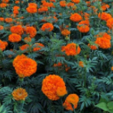 走向我们的小康生活丨高黎贡山下万寿菊“点亮”致富路