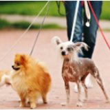 江苏扬州警方整治不文明养犬：未系绳犬只一律视为流浪犬收容