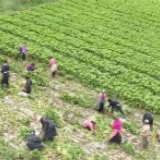 不漏一村 不落一人 马尔康市推行“一户一策”促脱贫