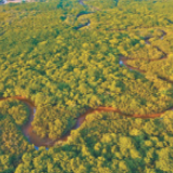 红树林保护有了“路线图”