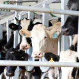 【幸福花开新边疆】挤28头奶牛只需15分钟 看科技牧场如何玩转畜牧业