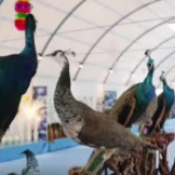 【幸福花开新边疆】孔雀东北飞：内蒙古义勒力特有个孔雀园