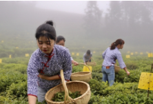 精准脱贫在安化丨黑茶飘香古梅山 绿色产业助扶贫