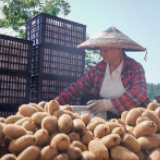 丰收节丨菖蒲塘村：瓜果飘香四溢 笑容诠释丰收