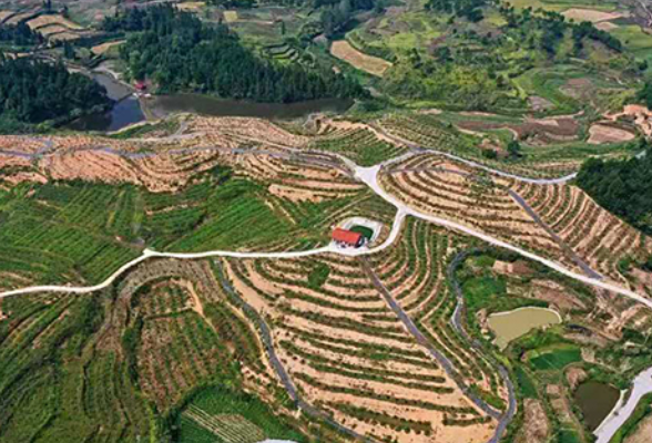 五级代表助力脱贫攻坚︱黄剑：当好带领村民增收致富的“火车头”