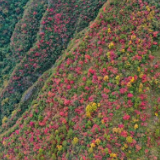 重庆巫溪：漫山斑斓 层林尽染