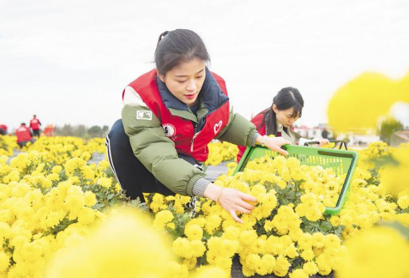 皇菊怒放，美了村子富了村民