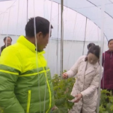 湖南各地积极应对寒潮天气 为农作物越冬护航