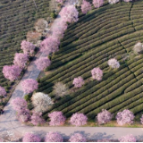 江西南昌:春游凤凰沟