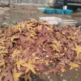 全国急寻吃货!青岛泛滥成灾,有人码头直接煮了起来