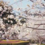 超梦幻！最新武汉樱花大片上线