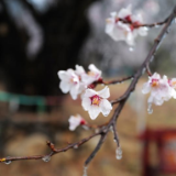西藏林芝桃花开