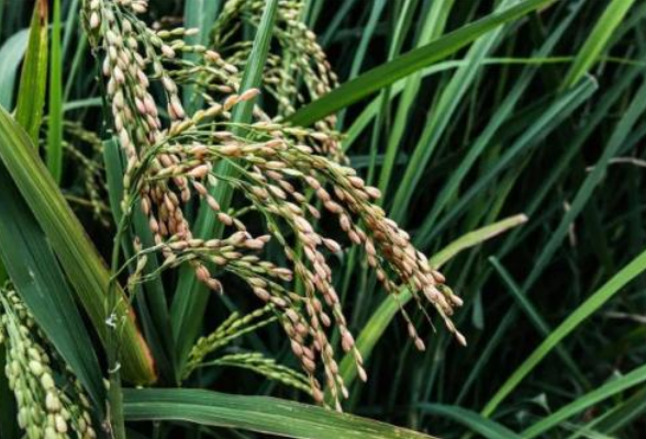 盐碱地水稻亩产达300公斤 袁隆平耐盐碱水稻新目标有了进展