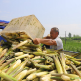 河南商城：茭白喜获丰收