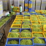 新华社丨湖南祁东：黄花菜丰收富农家