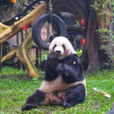 印尼:大熊猫馆里迎春节