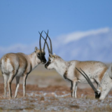 冬日可可西里的“高原精灵”
