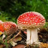 警惕!吃完“伞伞”扯线线,这些东西不要随便吃