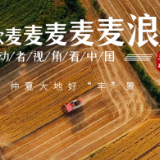 劳动者视角看中国丨风吹麦麦麦麦麦浪