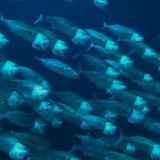 微视频｜神奇生物在海洋