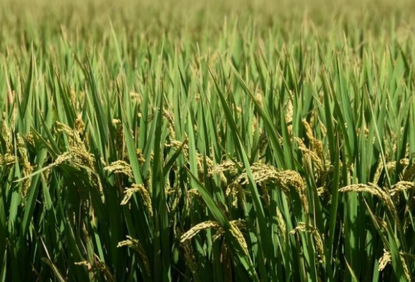 湖南水稻已累计补苗20余万亩