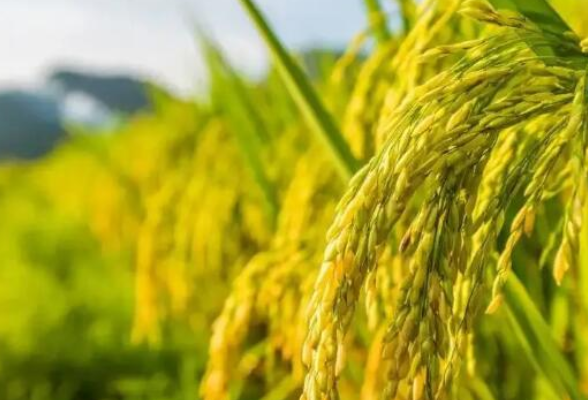湖南超级稻双季高产攻关早稻产量再创新高