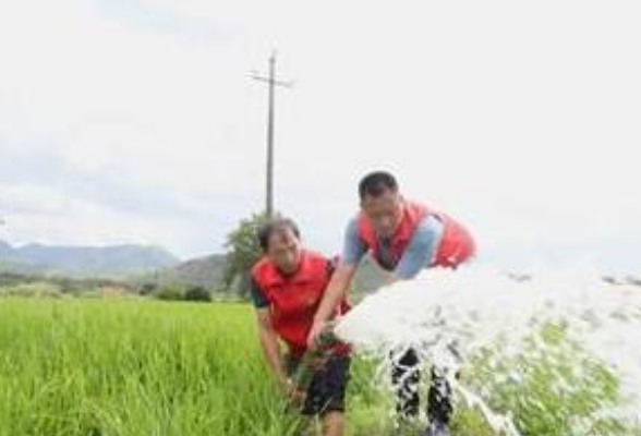 “六百亩晚稻得救了” 永州党员服务队抗旱一线剪影
