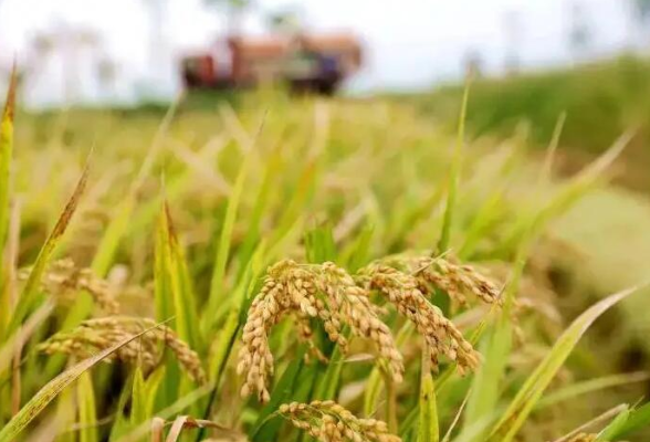 抗大旱保秋粮 湖南全省重要农产品生产总体稳定