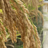 平均亩产1138.5公斤!隆回超级稻百亩高产示范片再创新高