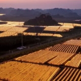 动车组驶过全国最大的火龙果园！网友惊呼：星辰大海！