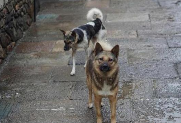 路遇恶犬怎么办？长沙训犬师教你