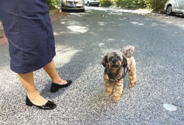 又见恶犬伤人，长沙人养狗“掉链子”吗？