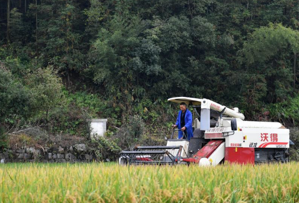 湖南双峰：“稻再油”示范片“一田三收”促增产