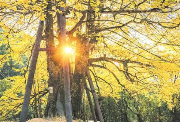 湖南9株古树、6个古树群 入选全国“最美”