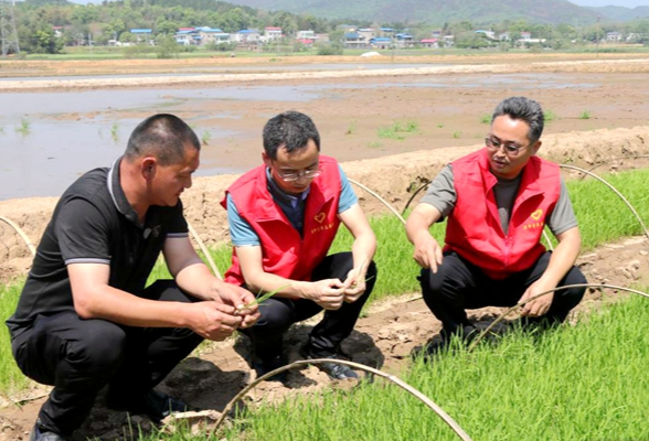 湖南共青团启动2023年湖南省志愿服务助力农业生产项目