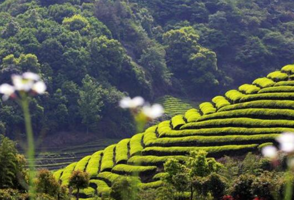 “五张名片”看茶陵