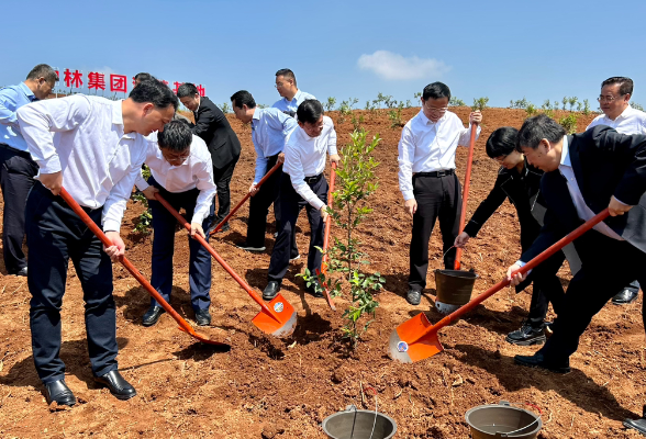 中林集团祁阳市40万亩高标准油茶基地项目（一期）正式启动