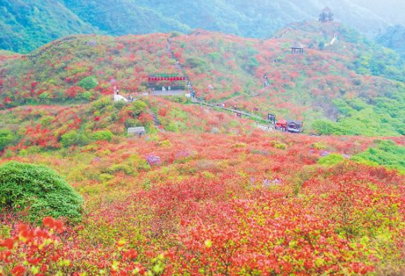 大围山10万亩杜鹃花怒放