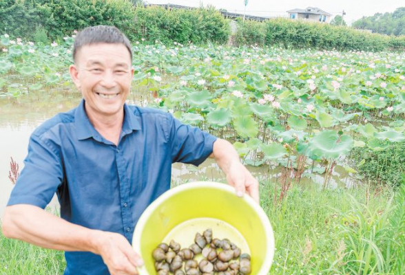 浏阳官渡镇：一颗田螺，“嗍”出致富产业链