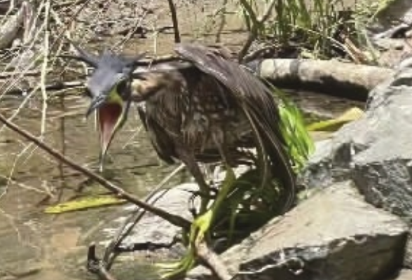“世界上最神秘的鸟”频频现身湖南